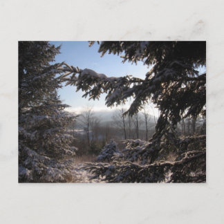 針葉樹を通して ポストカード