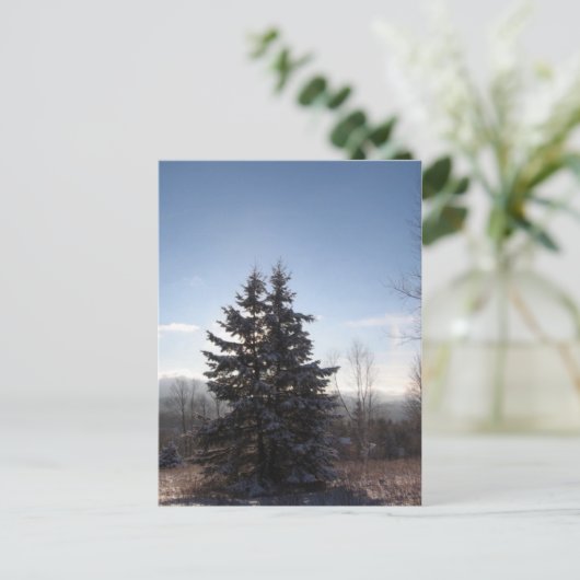 針葉樹 ポストカード (スタンド正面)
