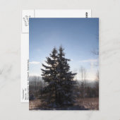 針葉樹 ポストカード (正面/裏面)