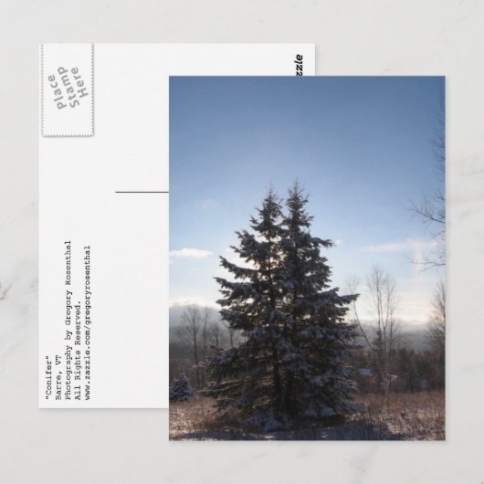 針葉樹 ポストカード (正面/裏面)