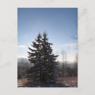 針葉樹 ポストカード