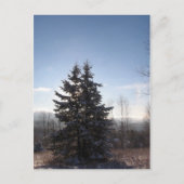 針葉樹 ポストカード (正面)