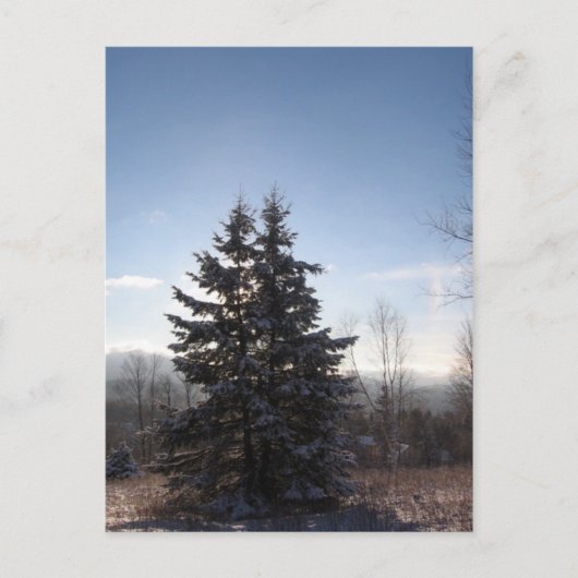 針葉樹 ポストカード (正面)