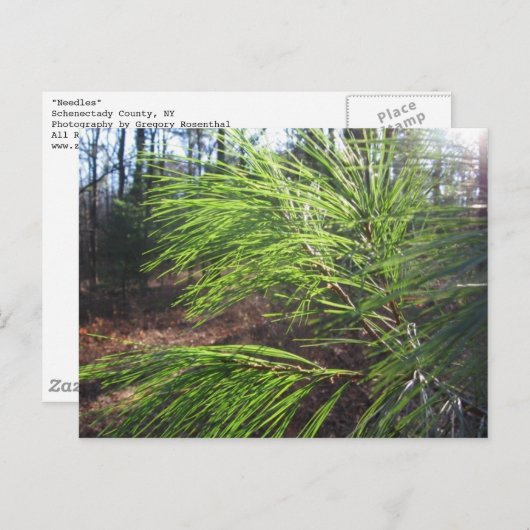 針 ポストカード (正面/裏面)