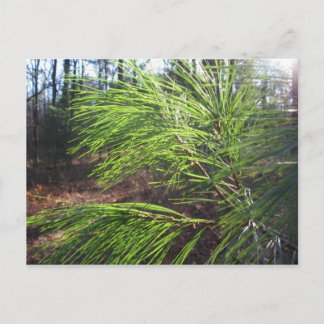 針 ポストカード