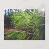 針 ポストカード (正面)