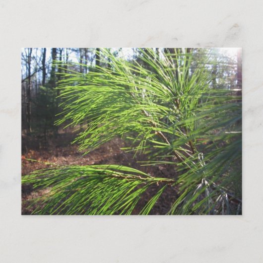 針 ポストカード (正面)