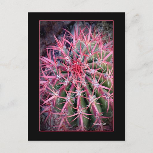 釣針 ポストカード (正面)