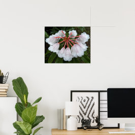 釣鐘型のシャクナゲの花の写真 ポスター