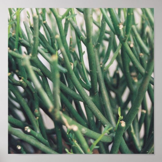 鉛筆サボテンカスタマイズ- ポスター (正面)