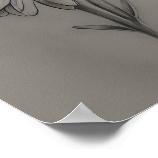 鉛筆描デイジー ポスター (角)