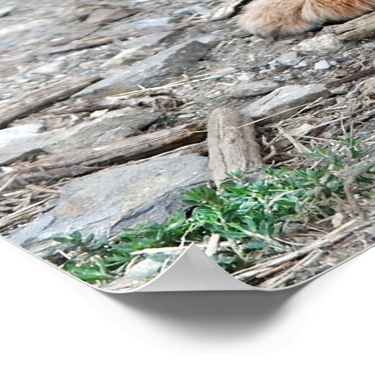 鉛筆Vsカメラ – 犬と猫 ポスター (角)