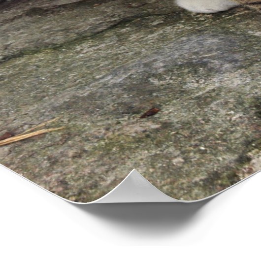 鉛筆Vsカメラ – 4 Eyes Cat ポスター (角)