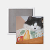 鉢に入れた猫 マグネット (正面/裏面)