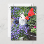 鉢植えなウサギ ポストカード (正面/裏面)