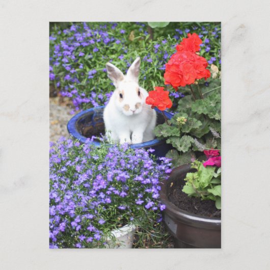 鉢植えなウサギ ポストカード (正面)
