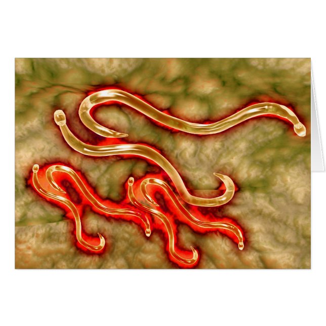 鉤虫の顕微鏡的見解1 (正面横)