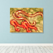 鉤虫の顕微鏡的見解1 キャンバスプリント (インサイチュ (ウッドフロア))