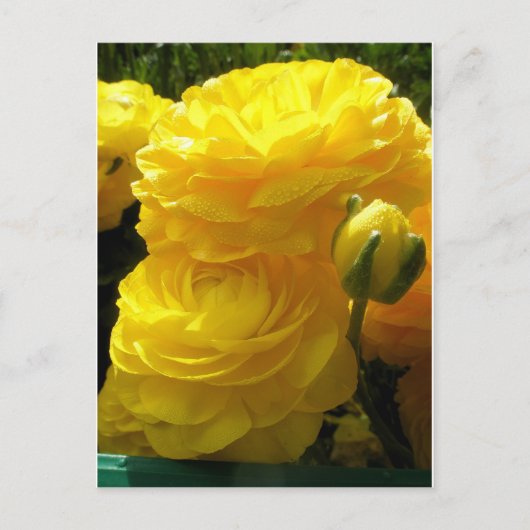 鉱山を黄色にする ポストカード (正面)