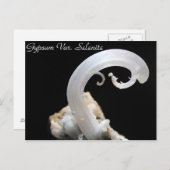 鉱物・宝石# 121 ポストカード (正面/裏面)