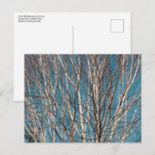 銀の白樺の枝が太陽の下で ポストカード (正面/裏面)