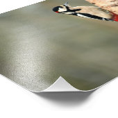 銀の素晴らし樺の木にキツツキを見つけた フォトプリント            (角)