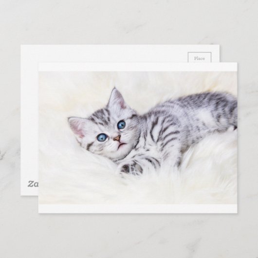 銀の若い虎猫ネコが羊の皮に横たわっている ポストカード (正面/裏面)