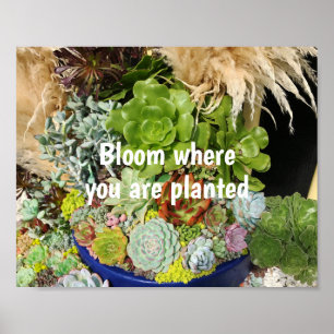 銀カラフル草の多肉植物 ポスター