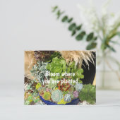 銀カラフル草の多肉植物 ポストカード (スタンド正面)