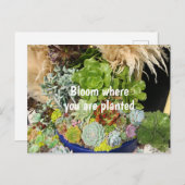 銀カラフル草の多肉植物 ポストカード (正面/裏面)