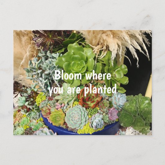 銀カラフル草の多肉植物 ポストカード (正面)