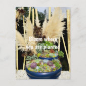 銀カラフル草の多肉植物 ポストカード (正面)