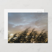 銀日本の草（すすすき） ポストカード (正面/裏面)