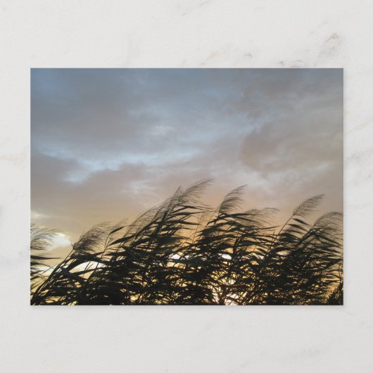 銀日本の草（すすすき） ポストカード (正面)