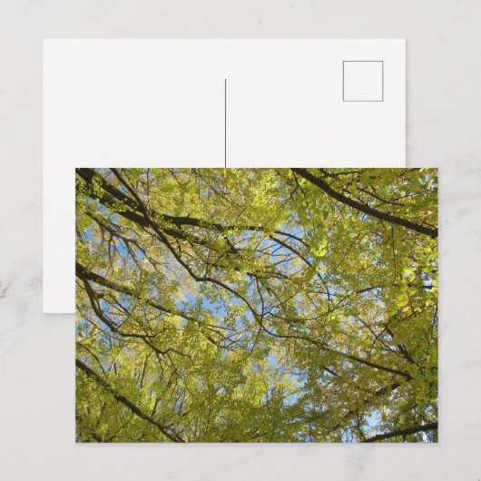 銀杏の葉冠 ポストカード (正面/裏面)