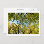 銀杏の葉冠：日本はがき ポストカード (正面/裏面)