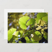 銀杏葉の国：日本 ポストカード (正面/裏面)