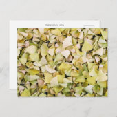 銀杏葉の国：日本 ポストカード (正面/裏面)