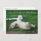 銀色の裏装写真のペットの里親募集 案内ポストカード (正面/裏面)