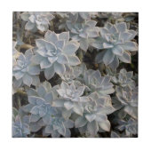 銀色の青い多肉植物写真 タイル (正面)