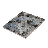 銀色の青い多肉植物写真 タイル (側面)