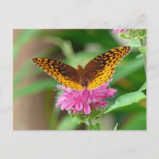 銀色チェッカースポットバタフライ ポストカード (正面)