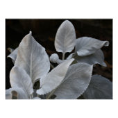 銀色ホワイトエンジェルウィングスプラントフローラ ポスター (正面)