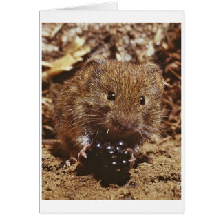 銀行vole