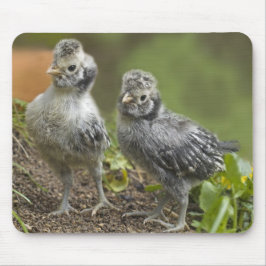 銀製のポーランドのひよこ マウスパッド