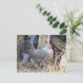 銀製灰色のDorkingの放し飼いの雌鶏 ポストカード (スタンド正面)
