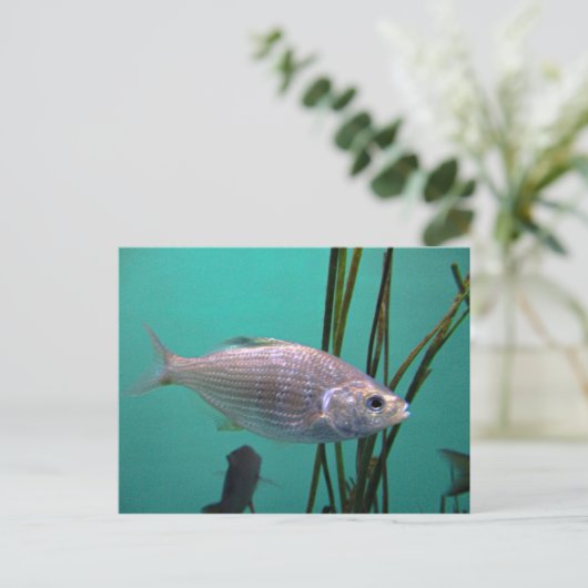 銀魚 ポストカード (スタンド正面)