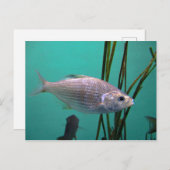 銀魚 ポストカード (正面/裏面)