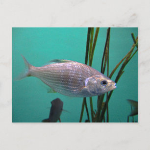 銀魚 ポストカード