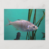 銀魚 ポストカード (正面)